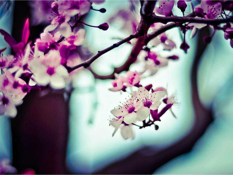 2026出国劳务风向变了：日本特定技能扩容、澳洲护理与建筑持续走热